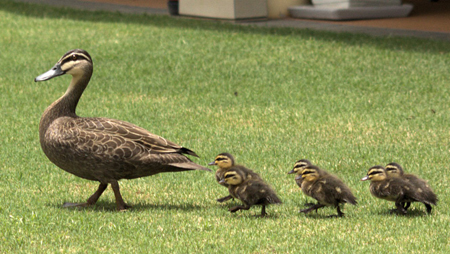 Duck_&_Ducklings_Morning_Walk-sm