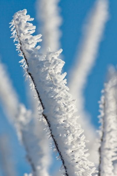 Hoarfrost on a branch