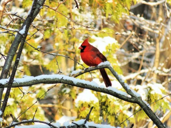 Cardinal bird on branch in winter