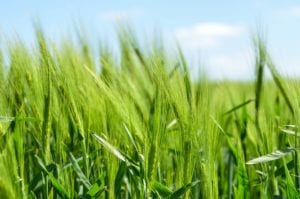 barley plants growing in a field
