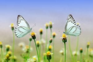 butterflies on flowers in a field