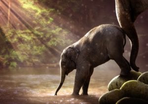 baby elephant stepping into water