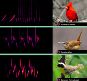 spectrogram of bird songs with picture of each of 3 birds 