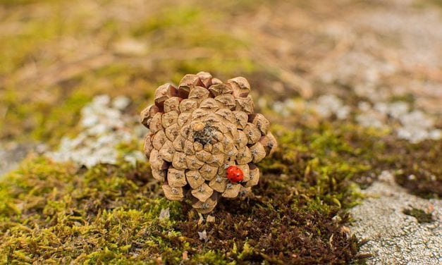 Pining for the Great Outdoors