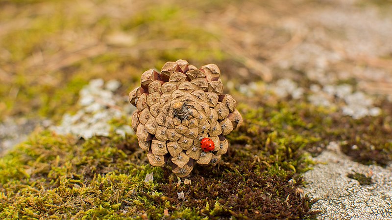 Pining for the Great Outdoors