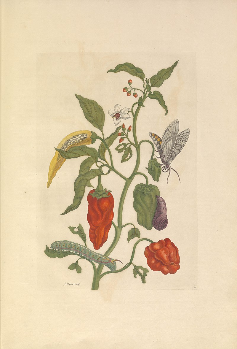 Flowers on stem with veggies and bugs hanging