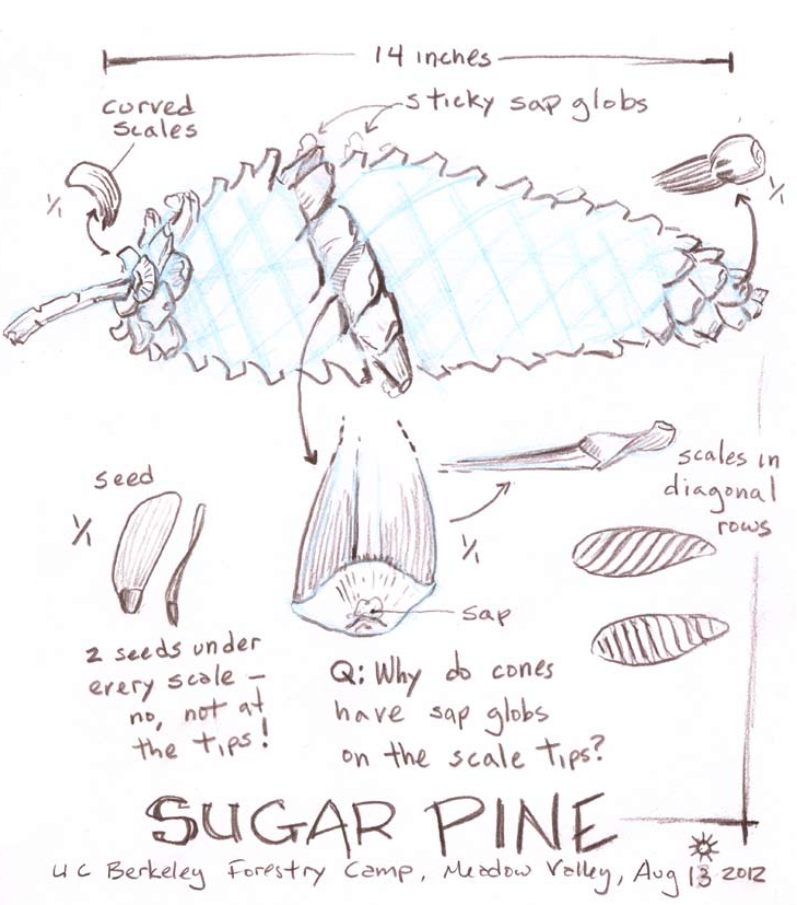 Sugar Pine Journal Entry