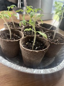 Baby Tomatoes